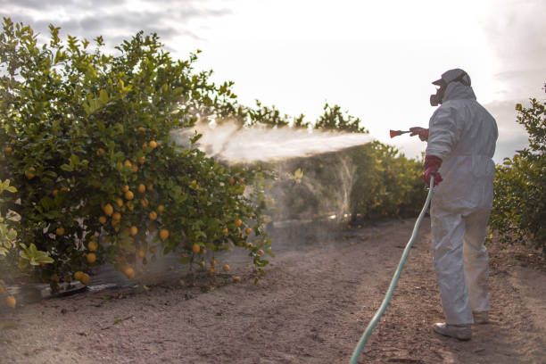 Best Wasp Removal Services  in Nedrow, NY