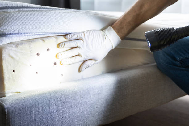 Reliable Nedrow, NY Pest Control Solutions