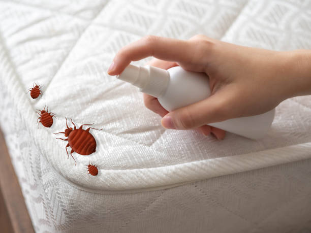 Best Pest Prevention Services  in Nedrow, NY