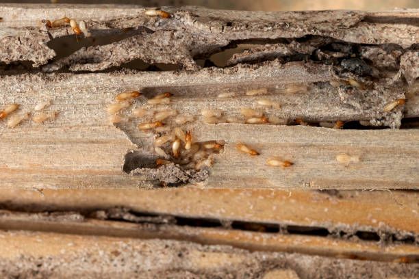 Best Best Pest Control Companies  in Nedrow, NY